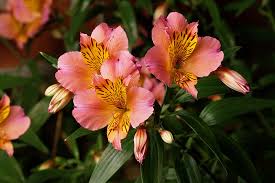 Fresh Alstroemeria Flower