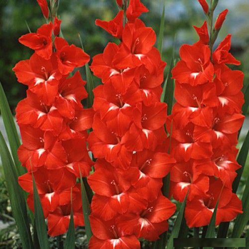 Fresh Red Gladiolus Flower