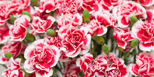 Fresh Carnation Flower