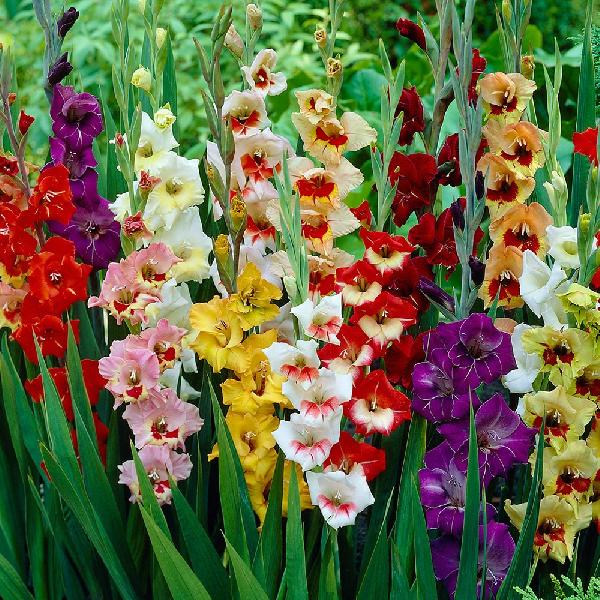 Fresh Multicolor Gladiolus Flower
