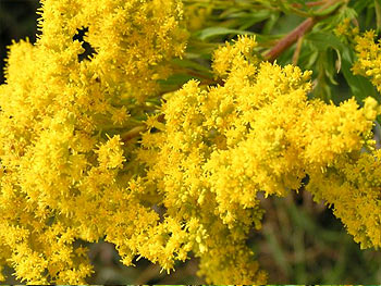 Fresh Goldenrod Flower