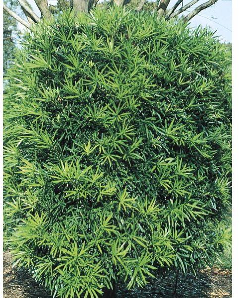 Podocarpus Plant