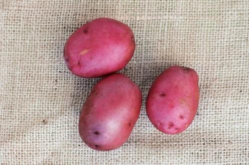 lady rosetta potatoes