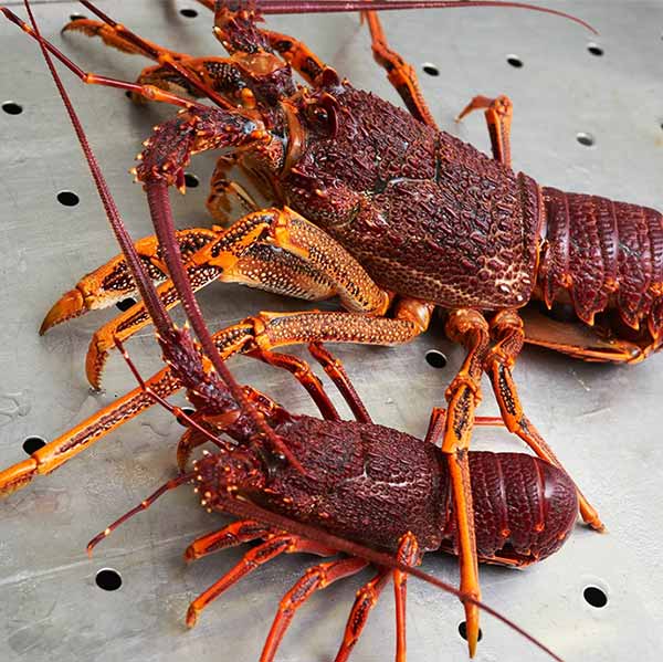 Live Rock Lobsters