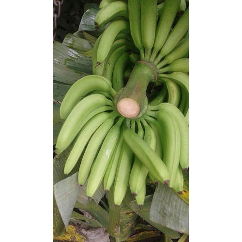 Fresh Organic Green Banana