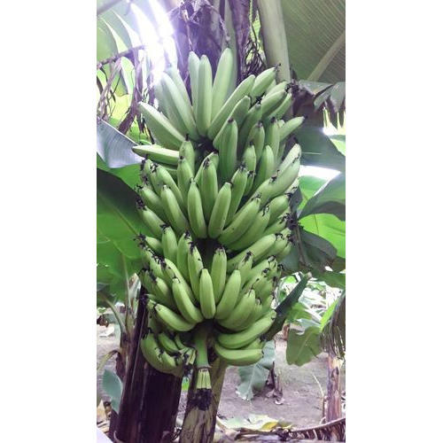 Raw Green Banana