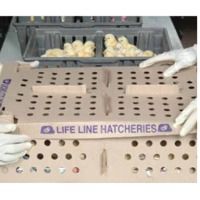 Day Old Broiler Chicks