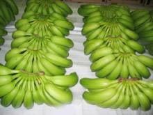 Fresh Green Cavendish Bananas