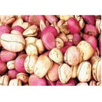 Kola Nut