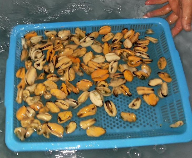 Nice Mussel Meats