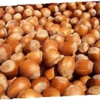 Organic Raw Hazelnut Without Shell