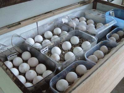 Parrot Eggs