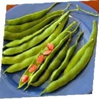 Runner Bean