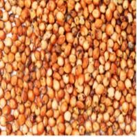 sorghum