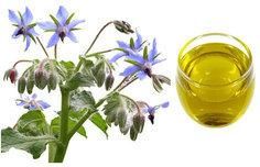 Borage Carrier Oil