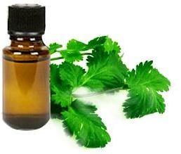 Coriander Oil