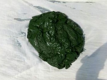 spirulina mother culture