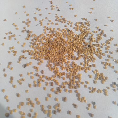 brinjal seeds