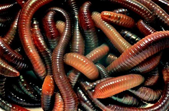 Live Earthworms, for Farming, Color : Red