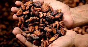 Cacao Raw Beans
