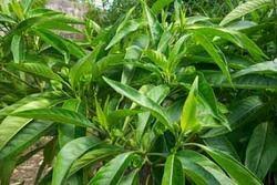 Adulsa Leaves, Botanical Name : Adhatoda vasica