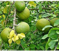 Bael Fruit