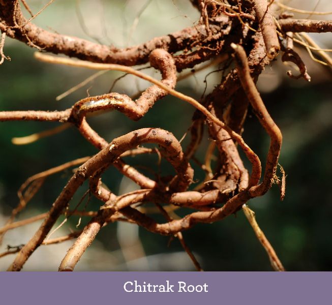 Chitrak Roots