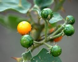 Kateli Fruit