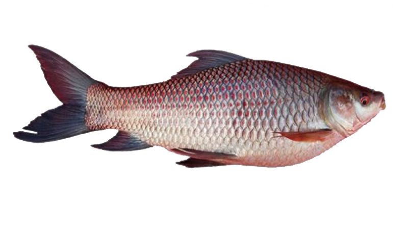 Frozen Rohu Fish, for Household, Restaurants