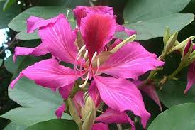 bauhinia variegata