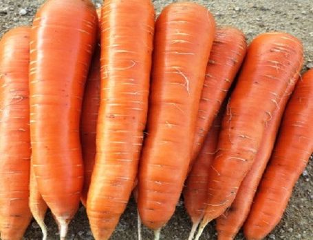 Fresh Carrots