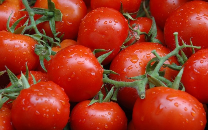 fresh tomatoes