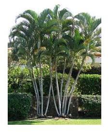 Areca Palm Seeds