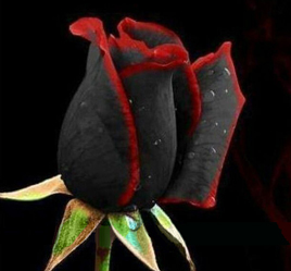 Black Rose Flower seeds