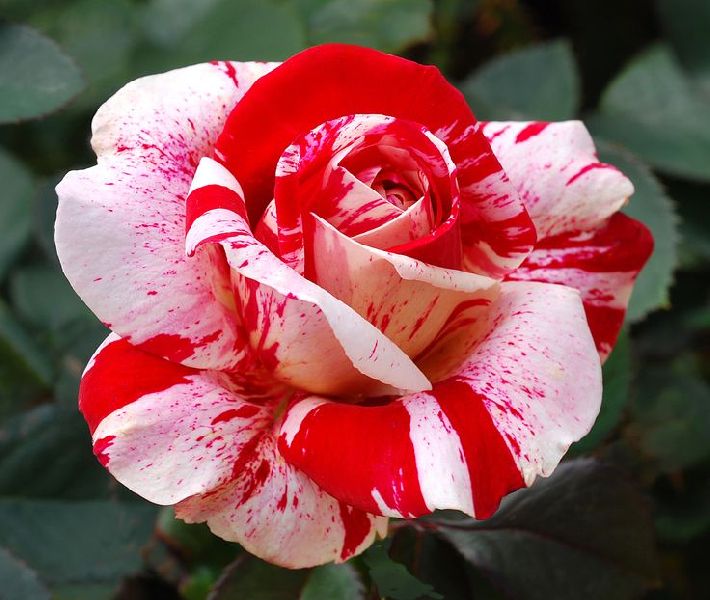Red White Rose seed