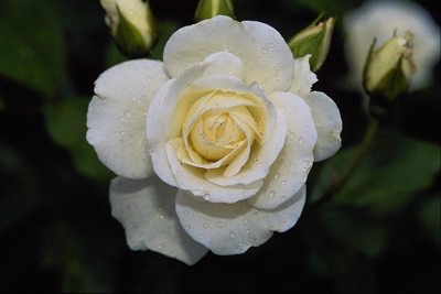 White Rose Flower Seed