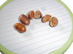 Maggarie Seeds