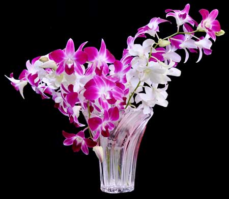 Dendrobium Orchid Flowers
