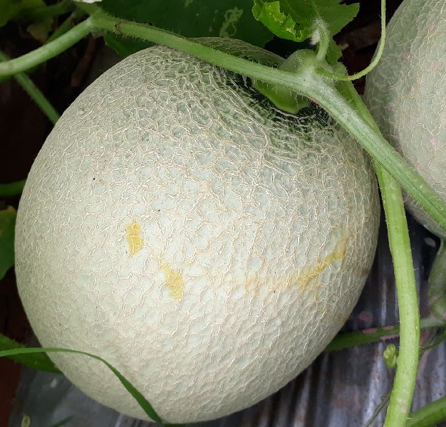 fresh muskmelon