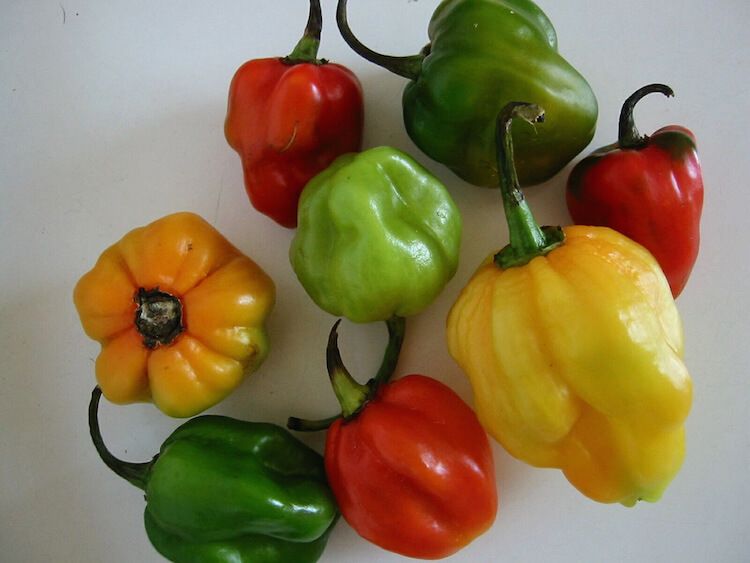 Fresh Bell Peppers