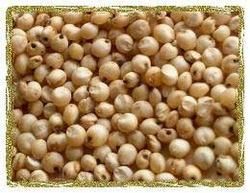 Sorghum Seeds,sorghum Seeds For Sale