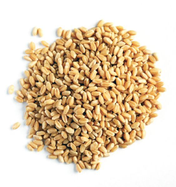 wheat grain