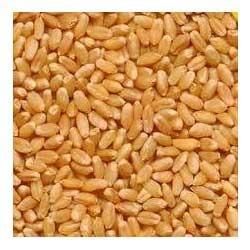 Wheat Grain,wheat Grains Seeds