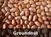 Organic Groundnut Seeds