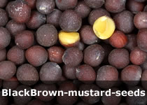 Organic Mustard Seeds