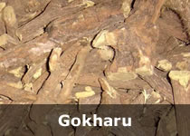 Organic Rubia Cordfolia Gokharu