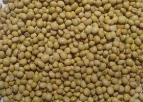 Soya Bean Seeds