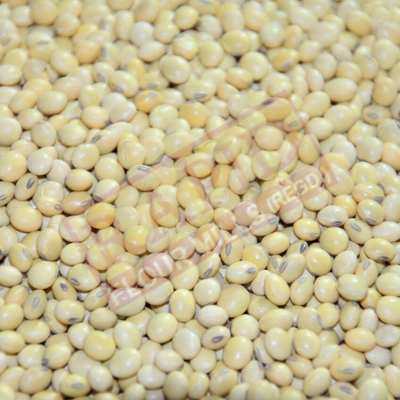 Whole soya bean