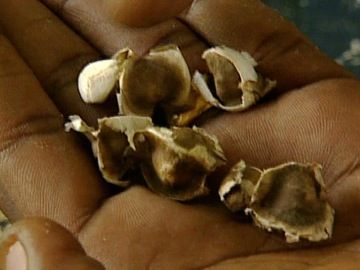 moringa oleifera seeds