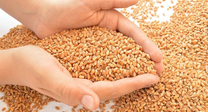 Wheat Seeds, for Flour, Food